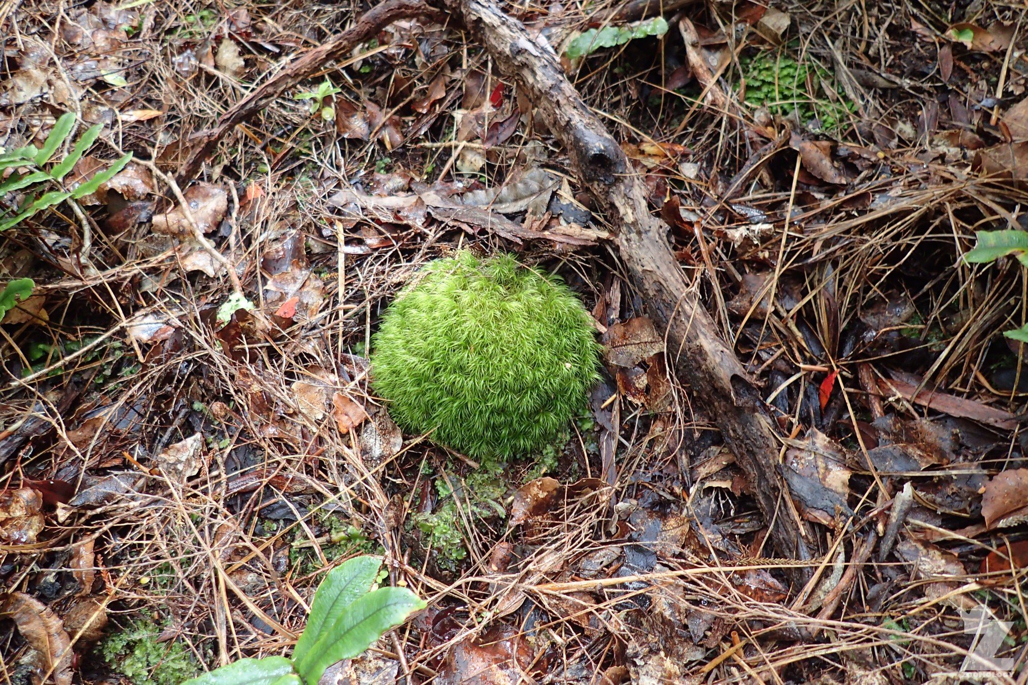 Moss was easily mistaken for kākāpō throughout the trip. Image: Emma Crawford)