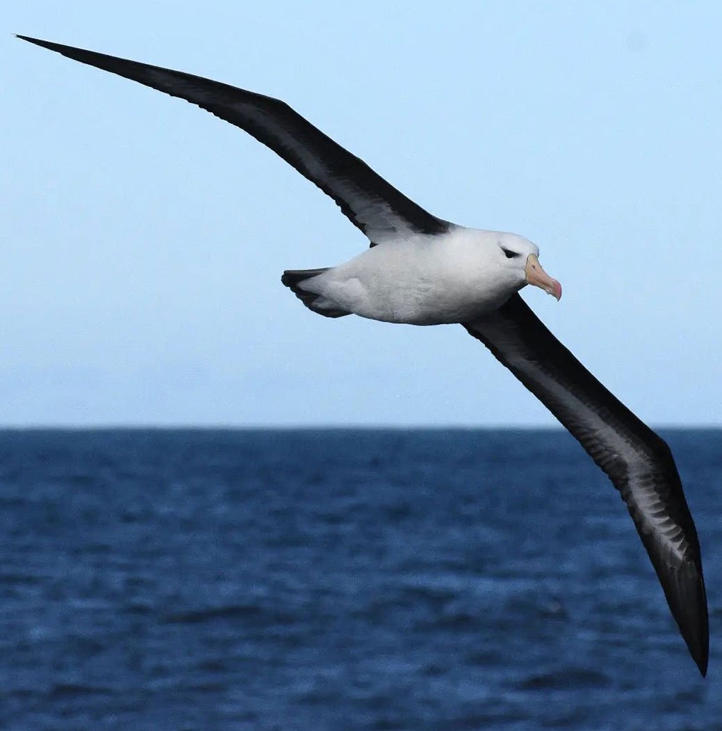 Black-browed albatross breed on the Falkland Islands/Islas Malvinas in large colonies. They are seen around the New Zealand coast, particularly in winter. Image Maxi Hernandez.