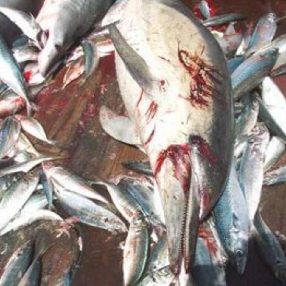 Common dolphin caught in the mackerel trawl fishery - credit: Department of Conservation