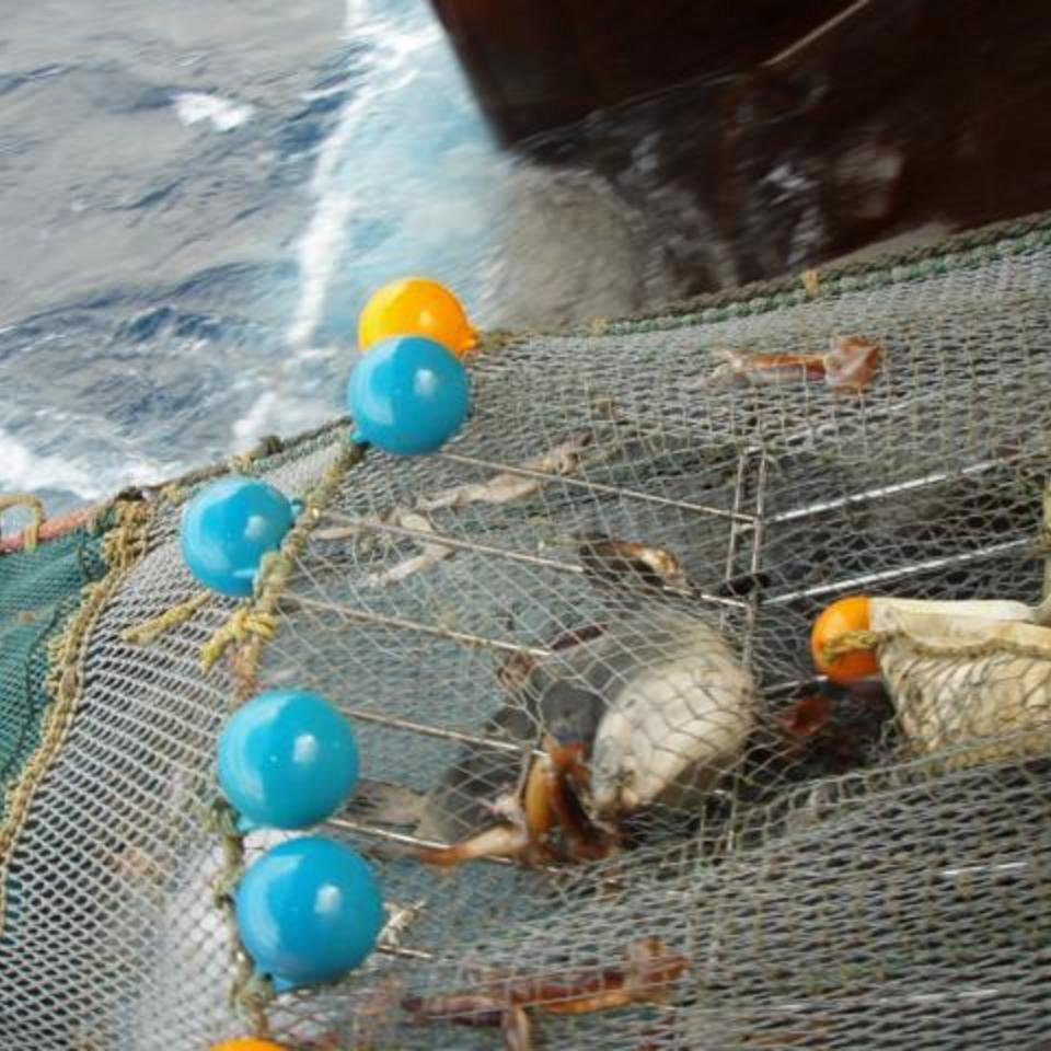 Female sea lion caught in the Auckland Island squid fishery in April 2009.  - credit: Ministry of Fisheries