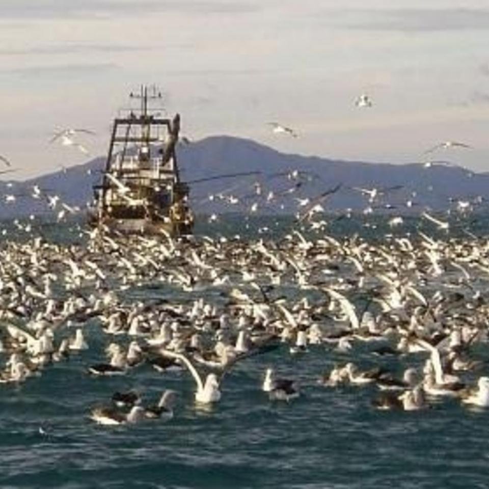 Seabirds behind a fishing trawler - credit: 