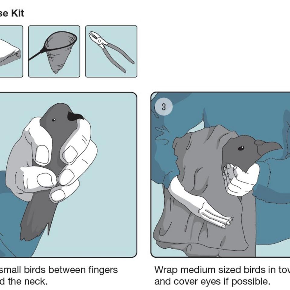 Detail of seabird safe release poster - credit: Alex Downey Design