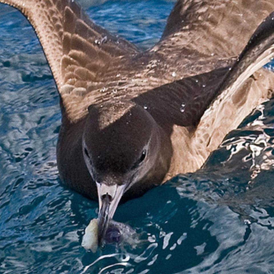 Flesh-footed shearwater taking a bait, in the Hauraki Gulf.  - credit: CC-BY-NC Tony Morris