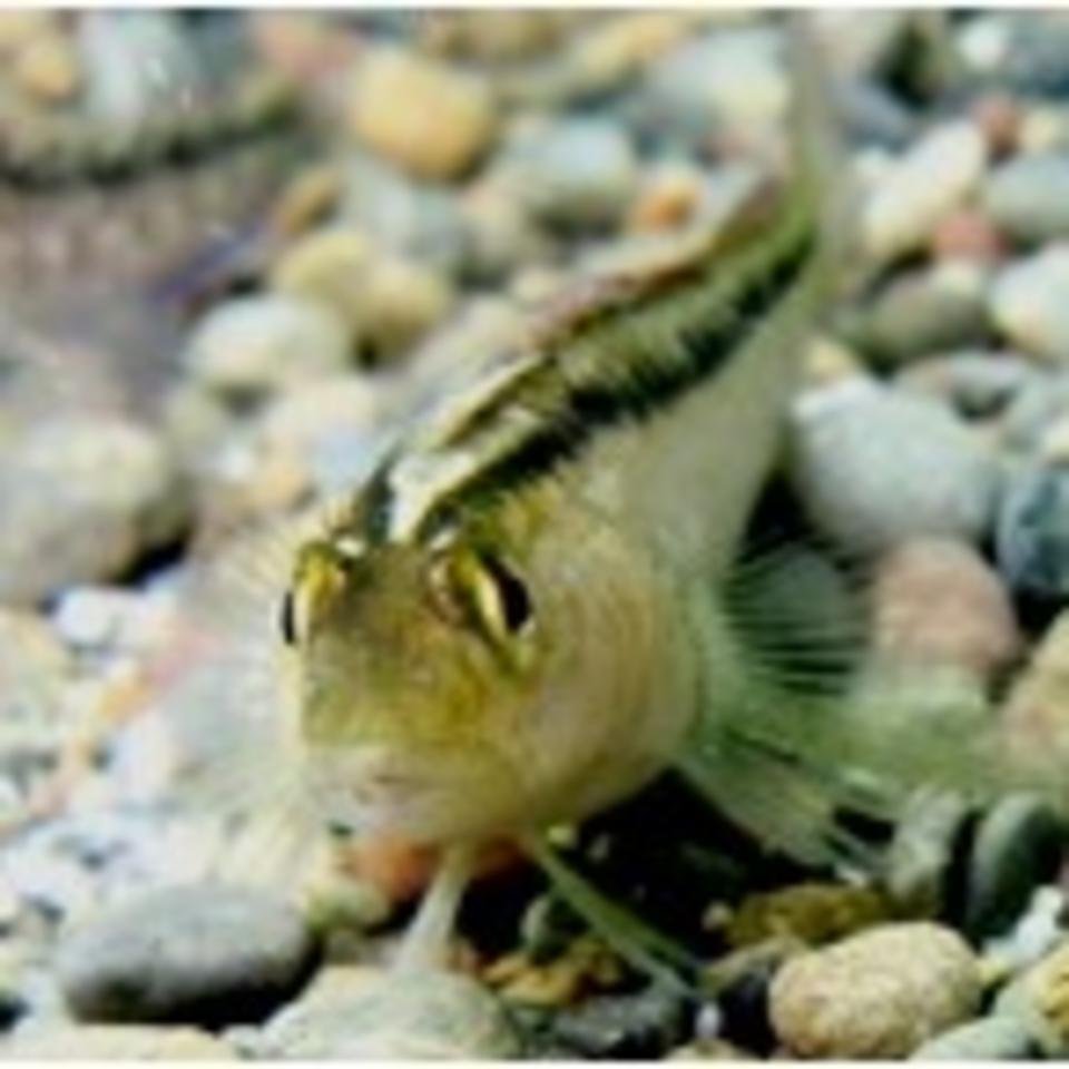 A Common Triplefin
 - credit: Philipp Neubauer