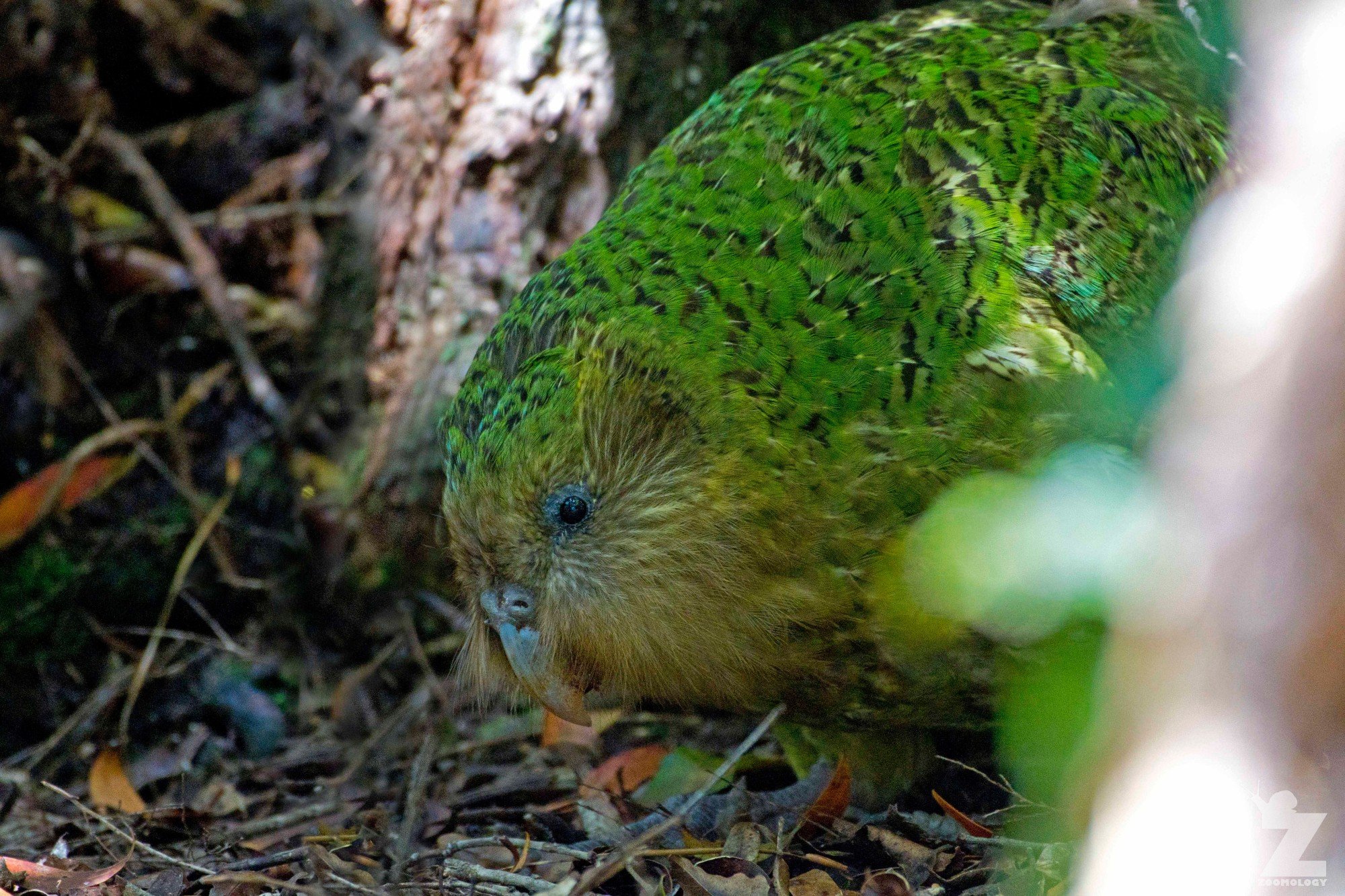Kākāpō are the world’s only flightless, nocturnal parrot. Image: Tom Miles)