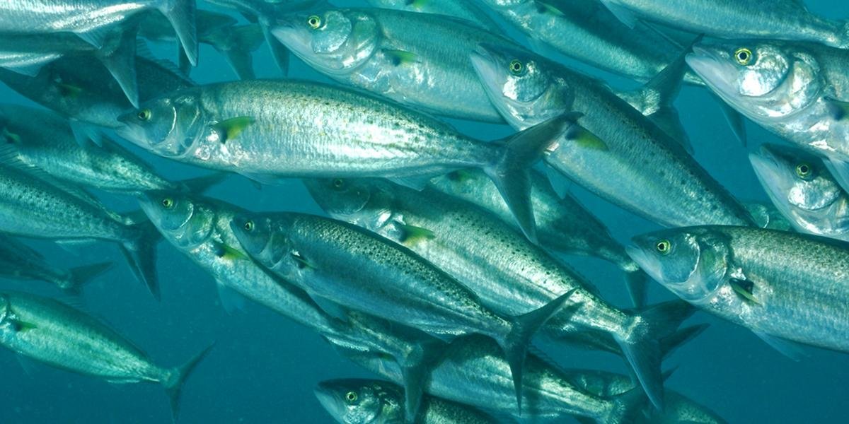 Dragonfly Data Science - Introducing The Kahawai Collective